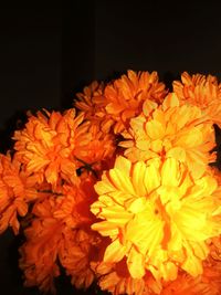 Close-up of flowers against black background