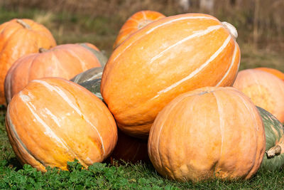 Close-up of pumpkins on field