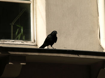 Close-up of bird perching on floor