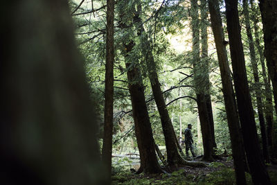 Trees in forest