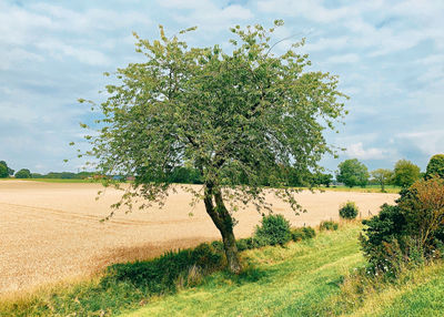 Tree on field against sky