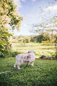 Dog in a field