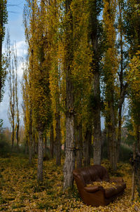 View of trees in forest during autumn