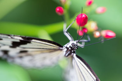 Close-up of butterfly on plant