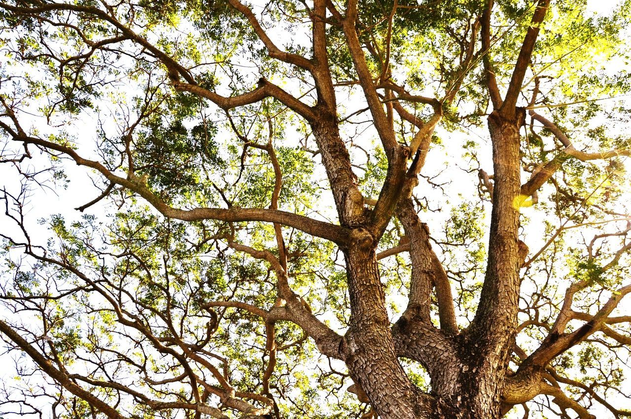 tree, low angle view, branch, growth, tree trunk, nature, tranquility, beauty in nature, sky, day, outdoors, no people, forest, backgrounds, scenics, sunlight, full frame, green color, clear sky, tranquil scene