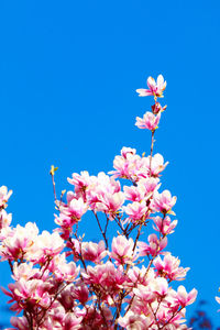 Low angle view of cherry blossoms against blue sky