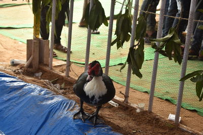 Bird perching on a water