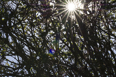 Low angle view of tree against sky