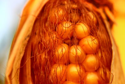 Close-up of orange leaf