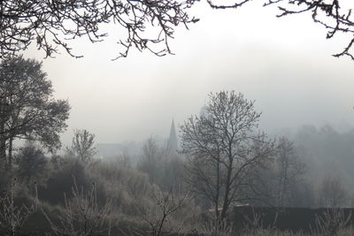 Trees against sky