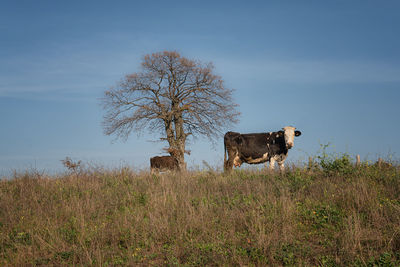 Cow in a field