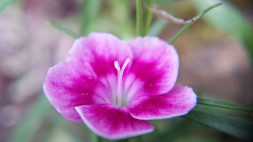 Close-up of pink flowers