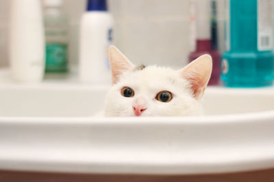 Close-up portrait of white kitten