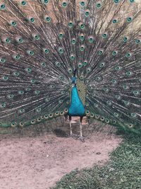 peacock