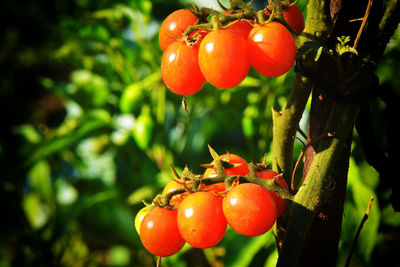 Close-up of cherries on plant