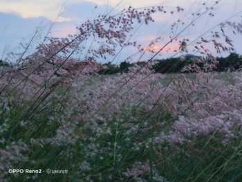 Close-up of flowering plants on field against sky