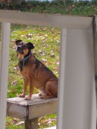 Dog looking away while sitting on wood