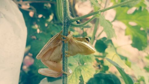 Close-up of butterfly on plant