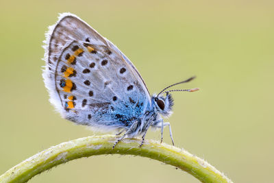 Close-up of butterfly on flower