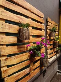 Potted plant on wall