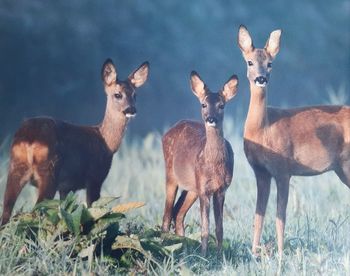 Portrait of deer standing in field