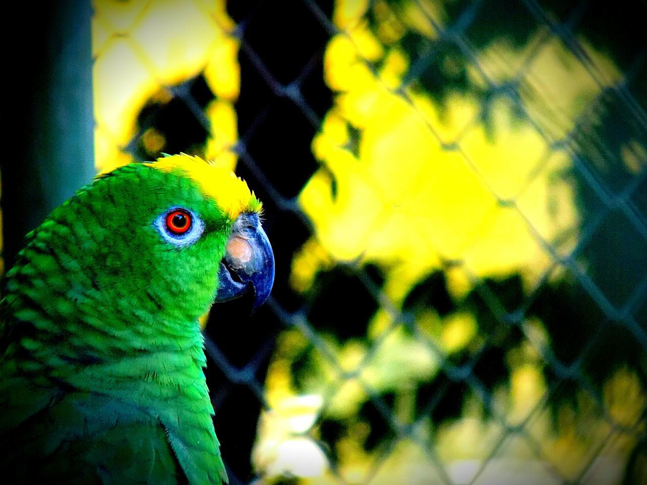 animal themes, animals in the wild, bird, no people, animal wildlife, yellow, one animal, nature, close-up, outdoors, day