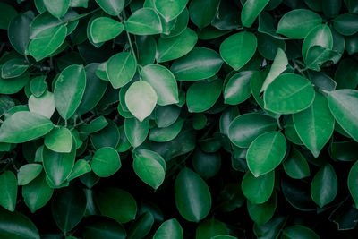 Full frame shot of green leaves