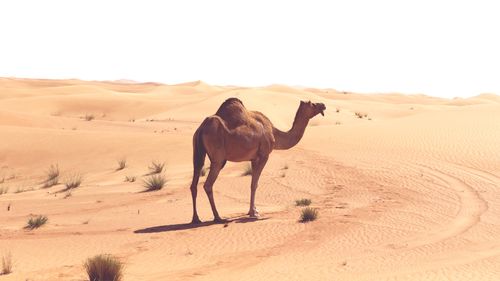 Horse standing in desert