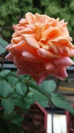 Close-up of flower blooming outdoors