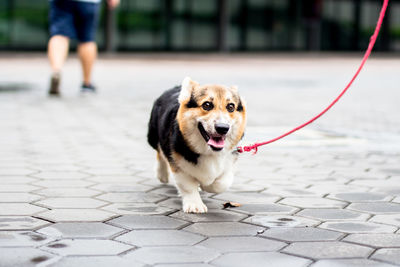 Close-up of dog with pet leash walking on street