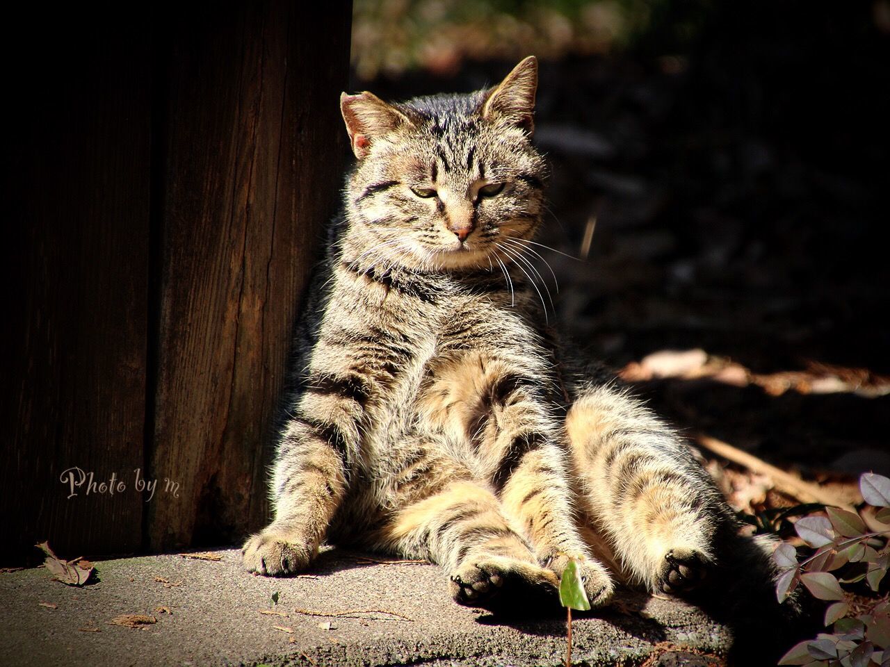 animal themes, domestic cat, one animal, mammal, cat, feline, pets, domestic animals, relaxation, whisker, lying down, resting, sleeping, close-up, sitting, relaxing, eyes closed, focus on foreground, no people, outdoors