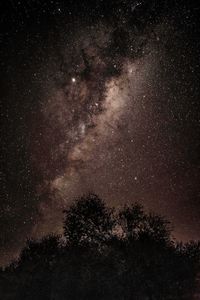 Low angle view of silhouette trees against sky at night