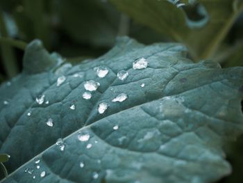 Close-up of water drops on leaf