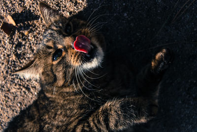 High angle view of domestic cat 