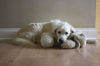 Portrait of dog