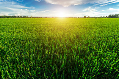 Scenic view of wheat field against sky