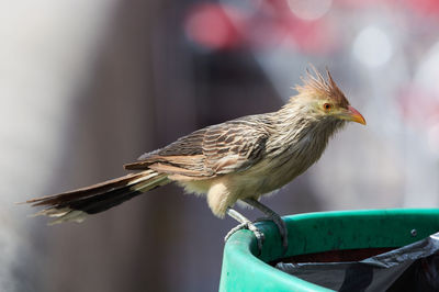 Close-up of bird perching on feeder