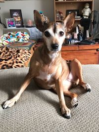 Portrait of dog sitting at home