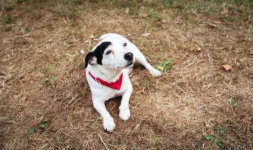 High angle view of dog on field