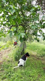 Dog on field