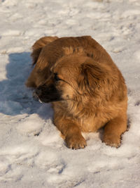 Dog on field during winter