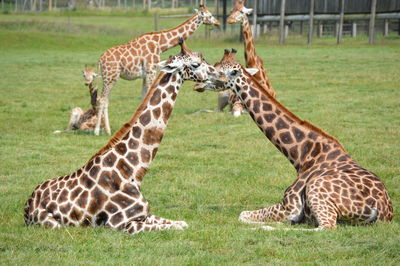 Giraffe in grass