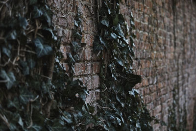 Close-up of tree trunk in forest