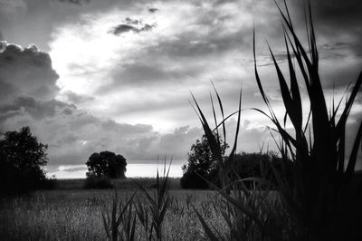 Plants growing on land against sky