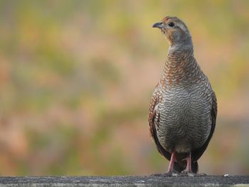 Close-up of a bird looking away