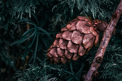 Close-up of pine cone on tree