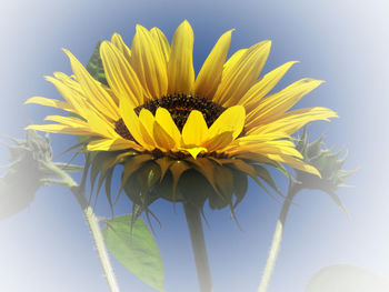 Close-up of yellow sunflower against sky