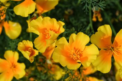 Close-up of yellow flowers blooming outdoors