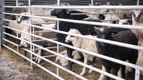 High angle view of sheep in pen