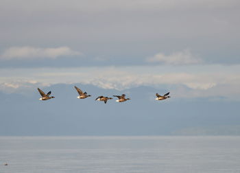 Geese flying over sea against sky